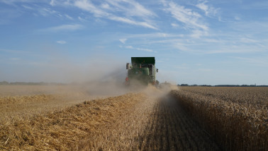 Tarweoogst op het land, waarbij het rijpe tarwe wordt geoogst.