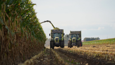 Hakselaar oogst snijmaïs voor ruwvoerwinning
