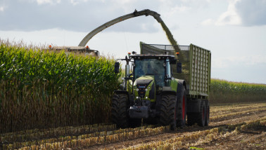 Hakselaar oogst snijmaïs voor ruwvoerwinning