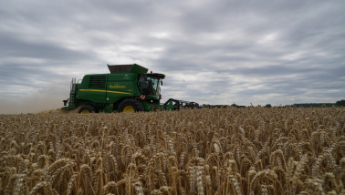 Tarweoogst op het land, waarbij het rijpe tarwe wordt geoogst.