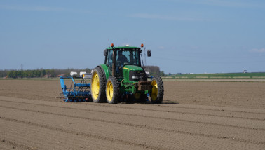 Zaaien van uien op het akkerland in rechte rijen.