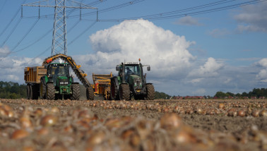 Uien die van het land worden geladen