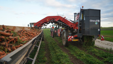 Oogst van peen (wortelen) op het akkerland met landbouwmachines.