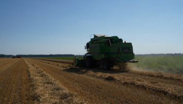 Tarweoogst op het land, waarbij het rijpe tarwe wordt geoogst.