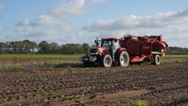 Oogst van aardappelen, akkerbouw