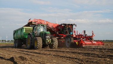 Oogst van aardappelen, akkerbouw