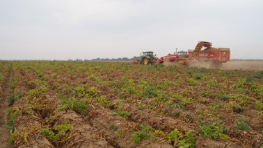 Oogst van aardappelen, akkerbouw
