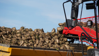 Bietenoogst op het land, waarbij suikerbieten worden geoogst.