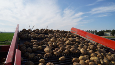 Oogst van aardappelen, akkerbouw