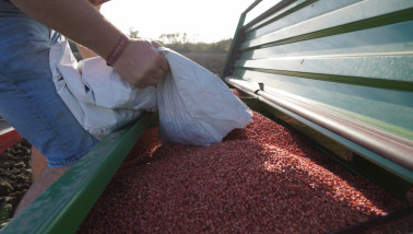 Tarwezaad, klaar om te worden gezaaid op het akkerland.