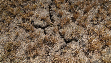 Tarwestoppel op droge landbouwgrond als gevolg van droogte.