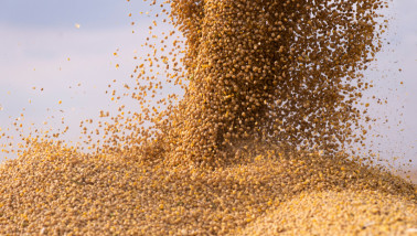 Sojabonen worden na de oogst in een tractoraanhanger gestort.