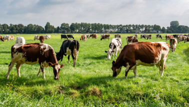 Melkkoeien grazen bij een melkveehouderij