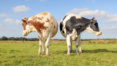 Melkkoeien bij een melkveehouderij