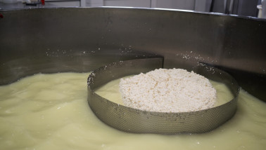 zuivel kaasproductie