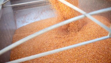 Maïskorrels die in een vrachtwagen worden gestort voor transport naar een opslagdepot.