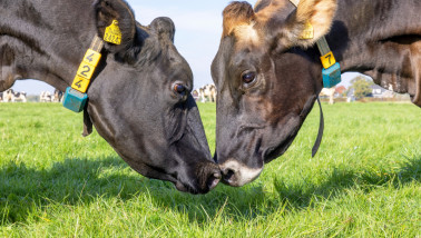 Koeien bij een melkveehouderij