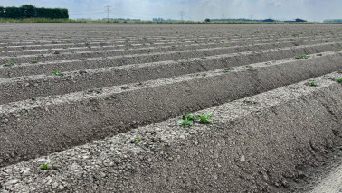Aardappelperceel. Boerenbusiness Gewastour 2023