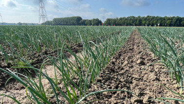 Uien groeien op een akkerbouwperceel