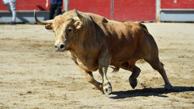 Grote Spaanse stier met hoorns in de arena van een stierenvechtring.