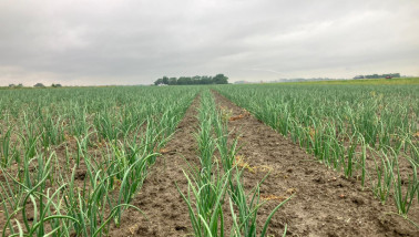 Perceel uien, Boerenbusiness Gewastour 2023