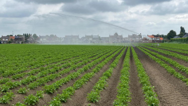 Beregening van aardappelveld