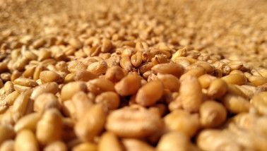 Tarwekorrels in close-up, geoogst graan.