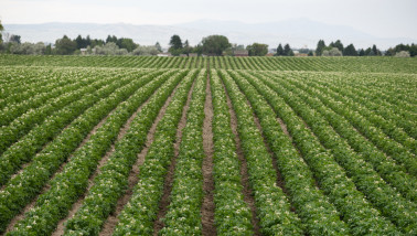 Aardappelperceel met groeiende aardappelplanten in rijen op het akkerland.