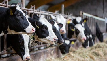 Melkkoeien staan aan het voerhek en eten ruwvoer in de stal.