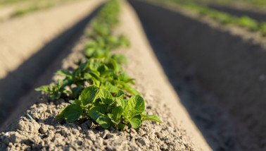 Aardappelperceel met groeiende aardappelplanten in rijen op het akkerland.