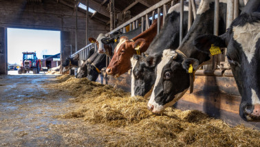 Melkkoeien staan aan het voerhek en eten ruwvoer in de stal.