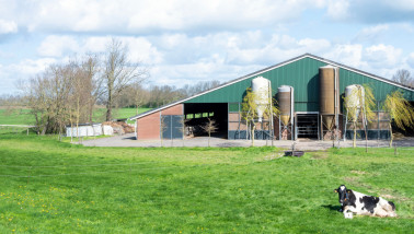 Stal van een melkveehouderij