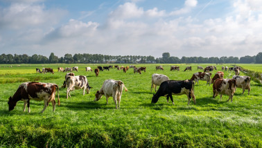 Melkkoeien grazen bij melkveehouderij