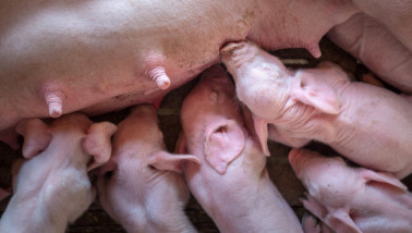 Biggen in de veehouderij, gehuisvest in een stalomgeving.
