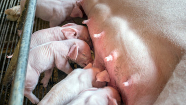 Biggen in de veehouderij, gehuisvest in een stalomgeving.