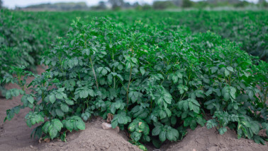 Aardappelperceel met groeiende aardappelplanten in rijen op het akkerland.