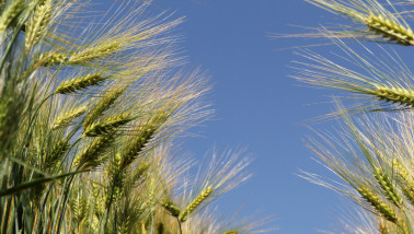 Close-up van groene gerstaren in een vroeg groeistadium.