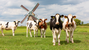 Koeien grazen bij melkveehouderij