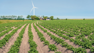 Aardappelperceel met groeiende aardappelplanten in rijen op het akkerland.
