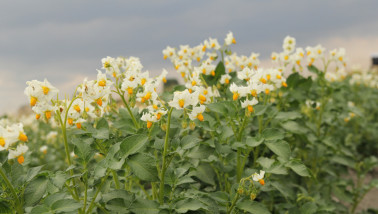 Aardappelperceel met groeiende aardappelplanten in rijen op het akkerland.