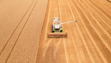tarweoogst tarwe - agri