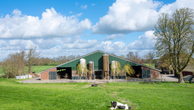 Nederlands melkveebedrijf