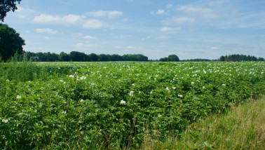 Aardappelperceel met groeiende aardappelplanten in rijen op het akkerland.