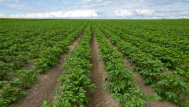 Aardappelperceel met groeiende aardappelplanten in rijen op het akkerland.