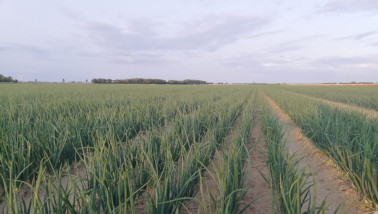 Perceel uien, Boerenbusiness Gewastour 2023
