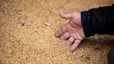 Hand van een boer die tarwekorrels oppakt uit een hoop graan.