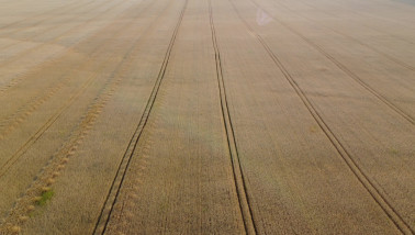 Graanveld met rijpend graan op het akkerland.