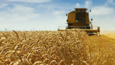 Tarweoogst met een combine die het rijpe graan van het land haalt.