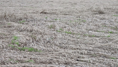 tarwe - agri graan - agri zomer 2023