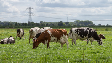 Koeien grazen in de wei, melkveehouderij